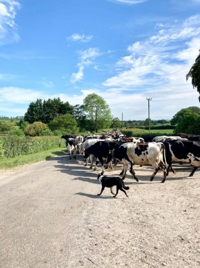 How healthy are your herds feet?