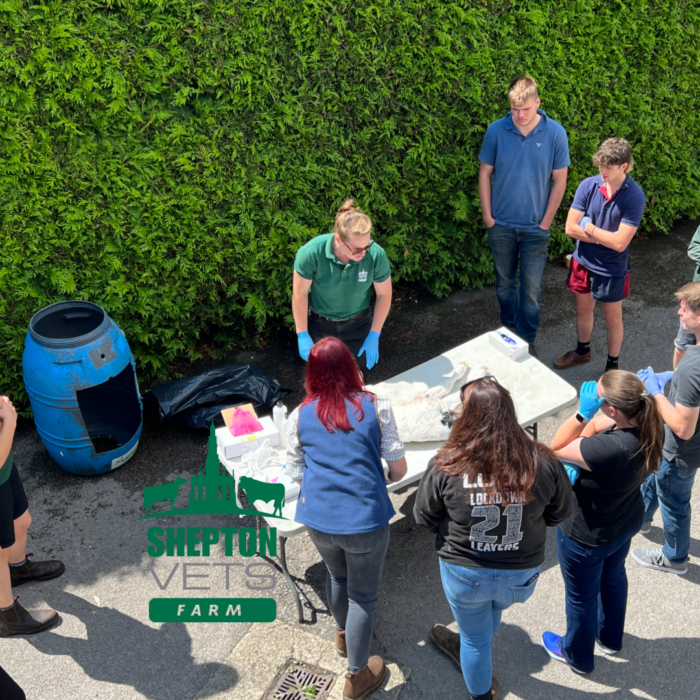 Calving and Down Cow First Aid Training Recap