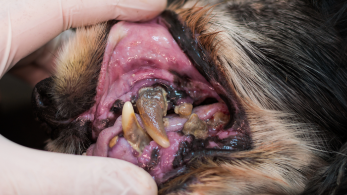 Why Clean Your Dog’s Teeth?