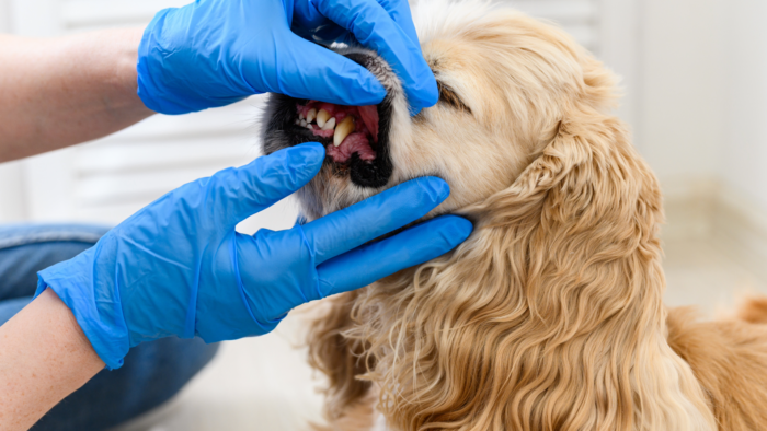 Pet Dental Care: Brushing, Treats & When Your Pet Needs a Dental Exam