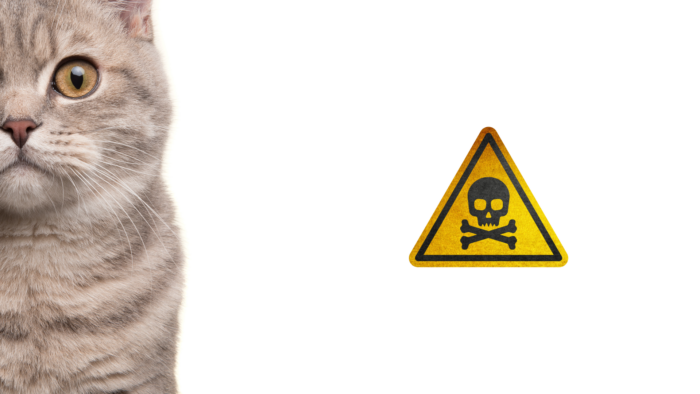 Feline Pancytopaenia Alert! Cat Food Recall & Importance of Early Warning