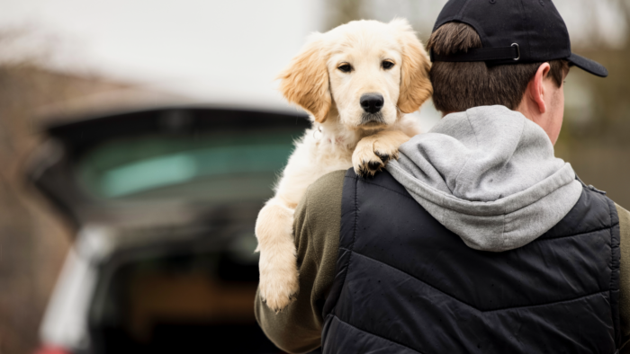Dog Theft on the Rise During Pandemic: How to Protect Your Canine Companion