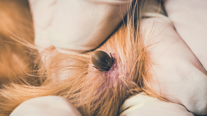 Tick Season is Here! Protect Your Pet with Pet Health Plans & Tick Removal Tips