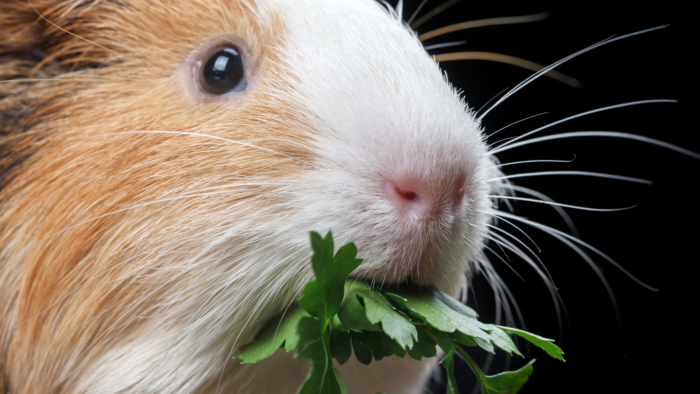 Considering Guinea Pigs as Pets? A Guide to Care, Habitat, Health & Fun Facts!