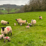 Sheep in field with lambs