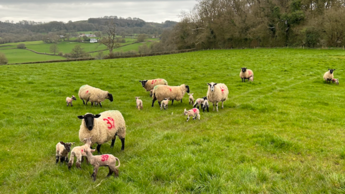 Sheep in field with lambs