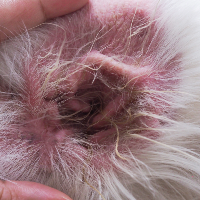 Dog Ear Infections: Causes, Treatment & Preventing Recurrence