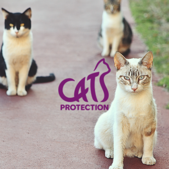Cats Protection Charity & Shepton & Wells Vets: Helping Feral & Rescue Cats