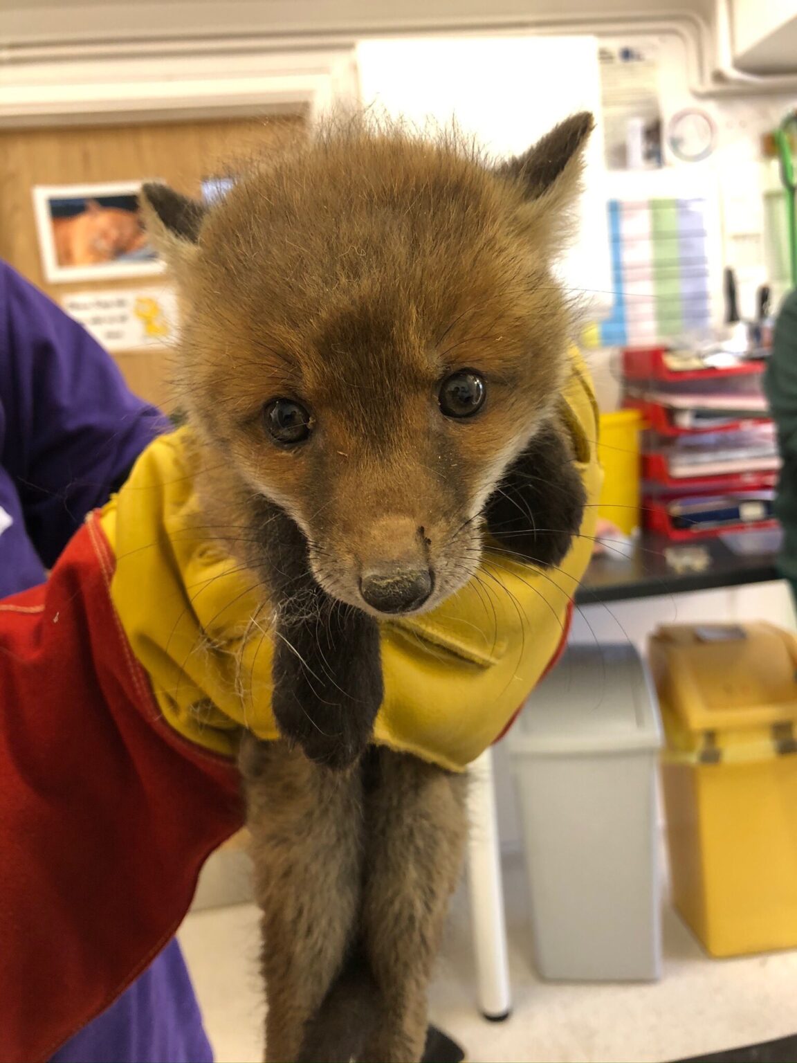 Can You Take Wildlife to the Vet? Injured Birds, Rabbits & More