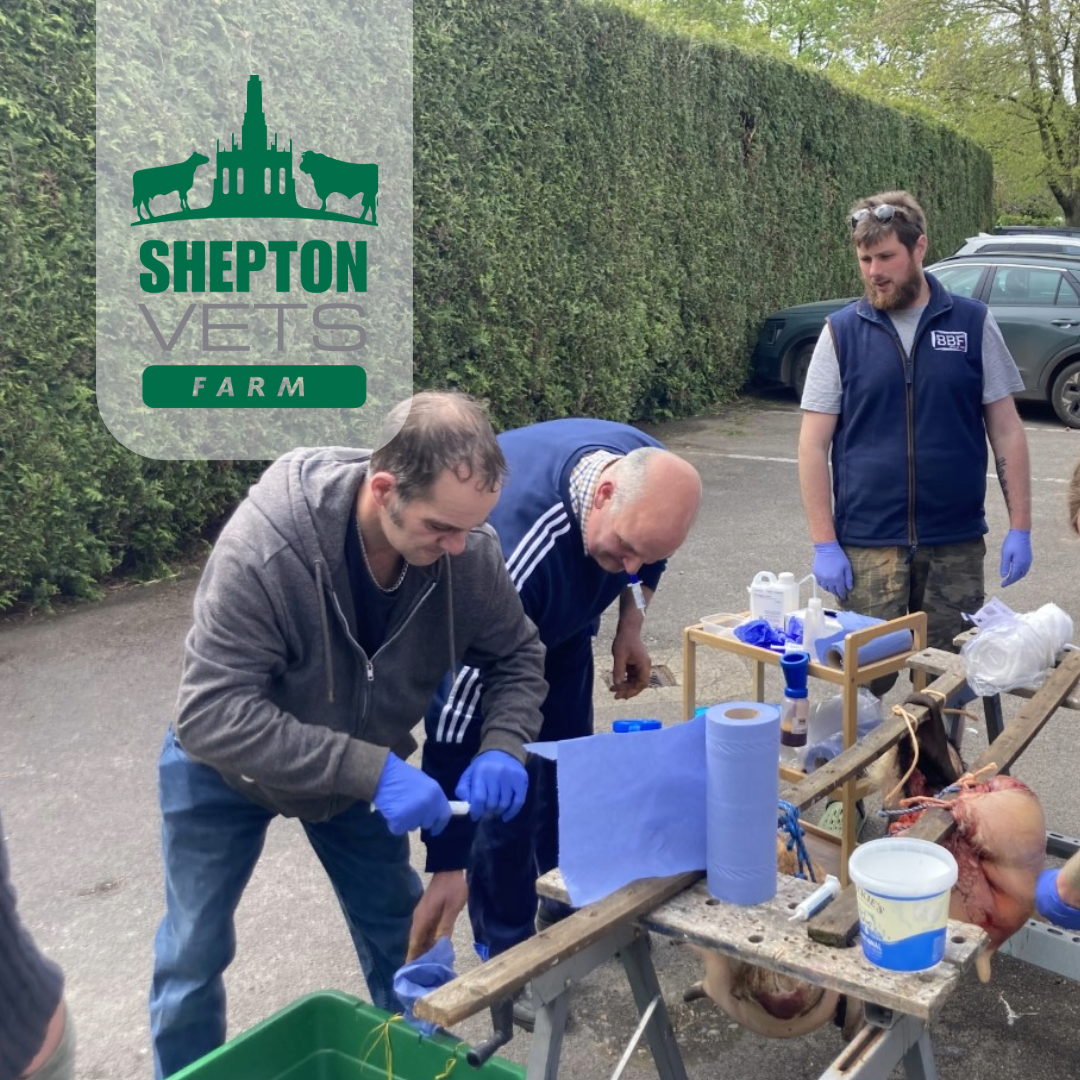 4th May Practical dry cow therapy – Lunch and learn