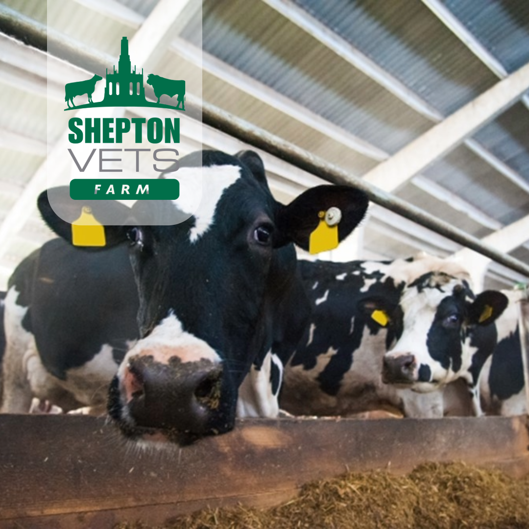 14th November Shepton Top 10 – Dairy genetics