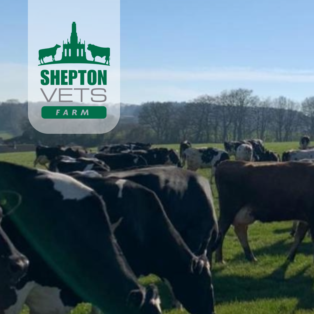 16th January Shepton Top 10 – Dairy fertility