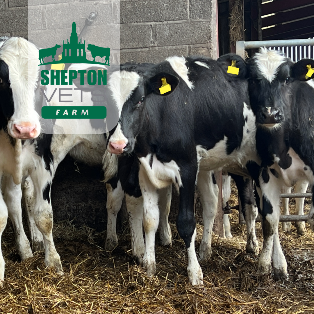 5th March Shepton Top 10 – Dairy Youngstock Success
