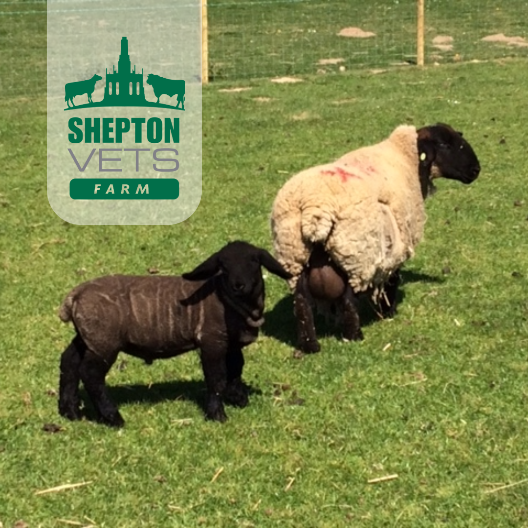 7th February Lambing course
