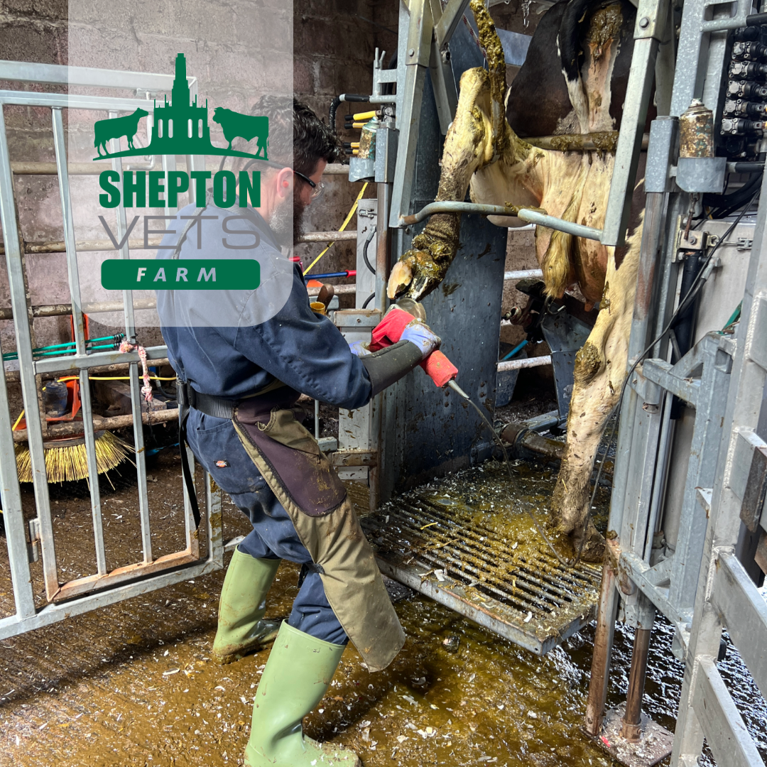 21st June Foot trimming training day