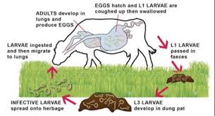 Lungworm: Diagnosis and Prevention