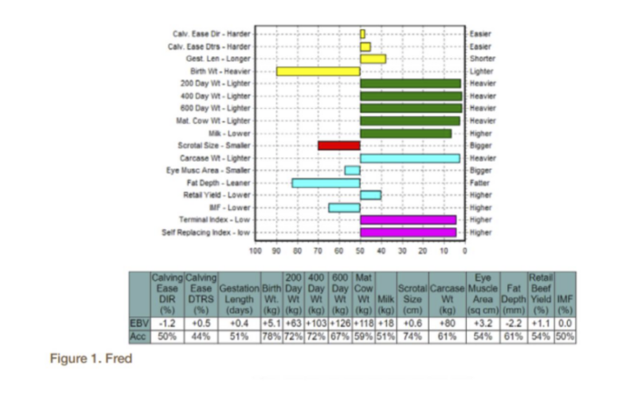 Bull selection for your suckler herd