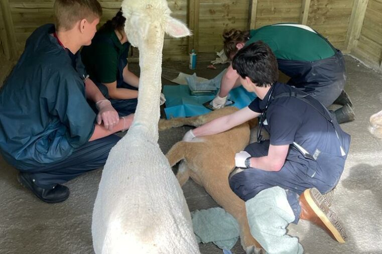 Bristol Uni students supporting Bibby with ALpaca treatment