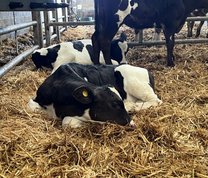 Resting calf after disbudding