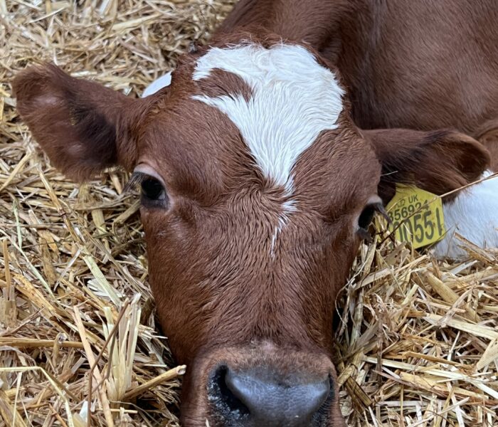 Calf after disbudding 2