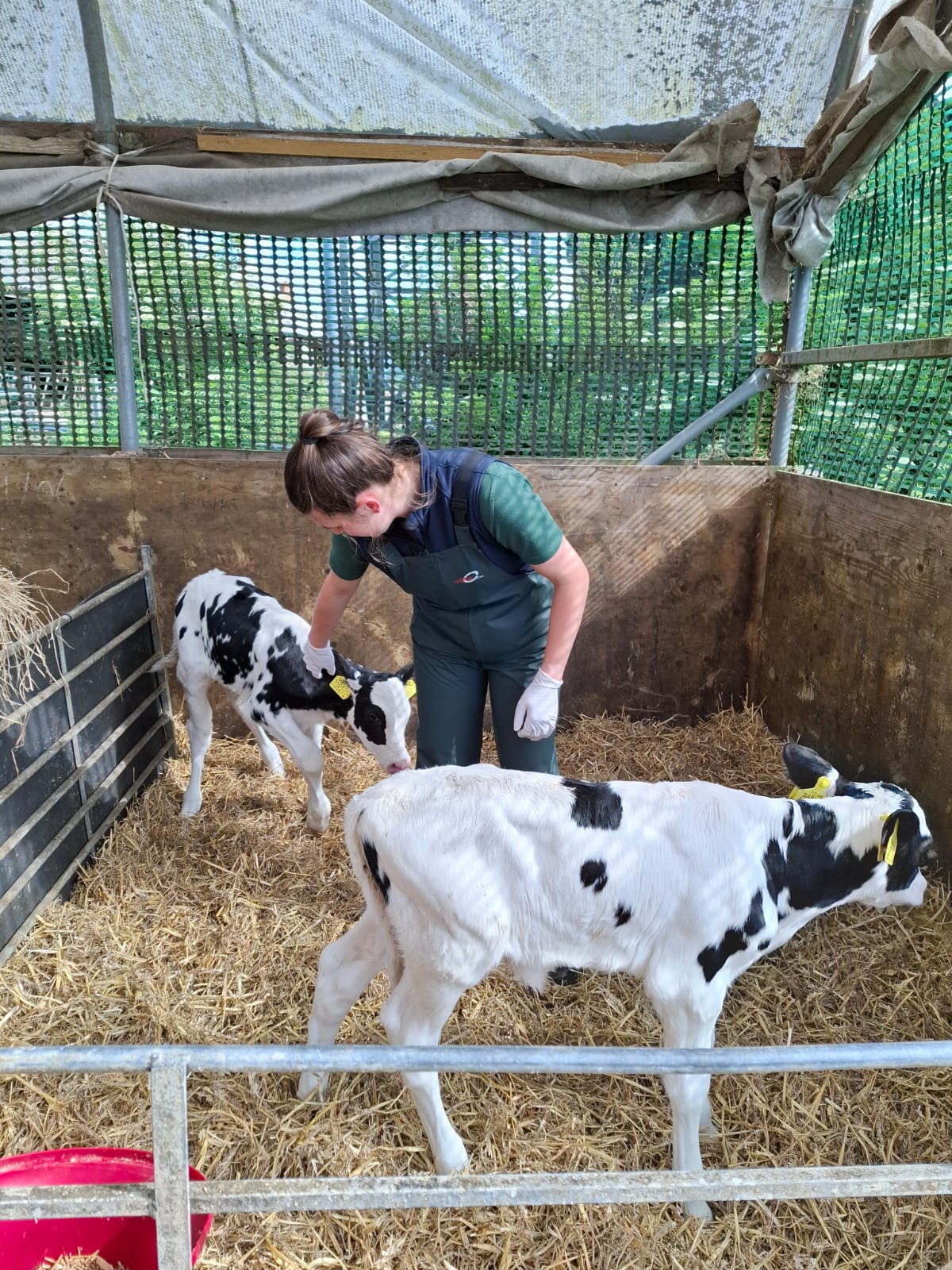 Anna Hewison with calves - youngstock