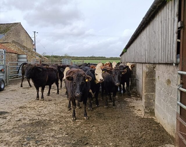 Beef herd in yard