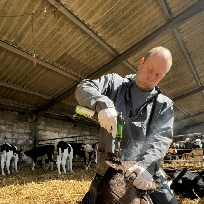 Ray disbudding calf