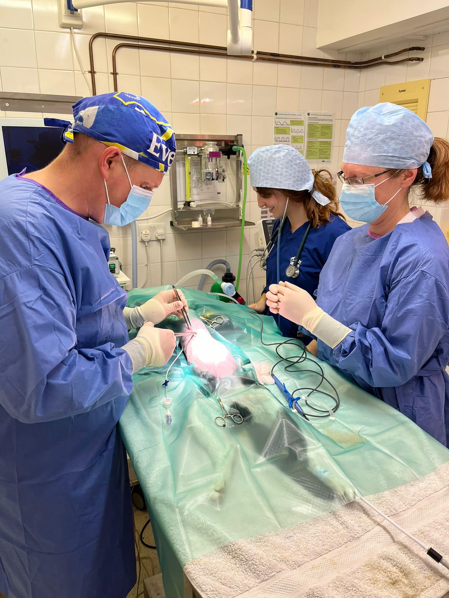 Martin , Gudi and daisy in surgery