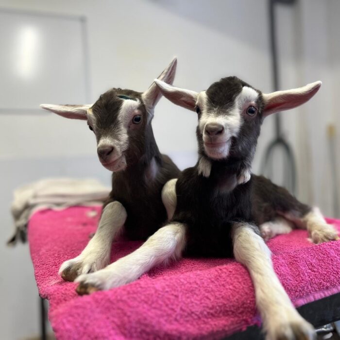 2 goats in small treatment room - Smallholders