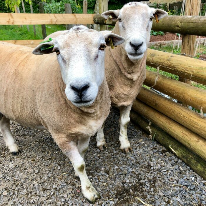 rams sheep