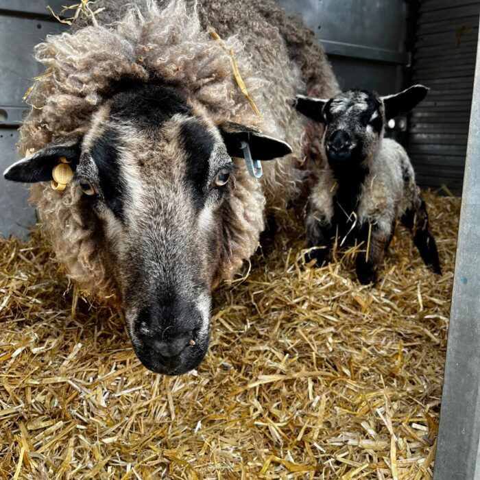 Sheep and lamb in a trailer - Smallholders