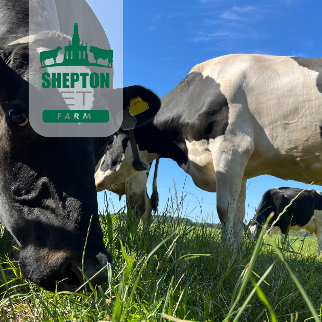 November 6th to 27th – Dairy Herdsperson – Complete Course