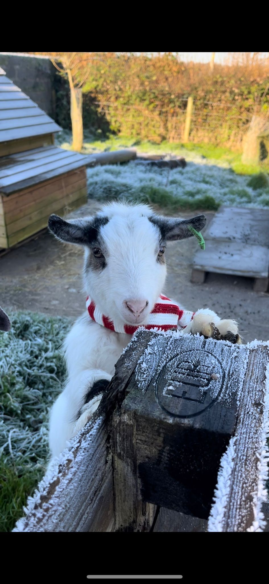 Pygmy goat - Rupert - article image