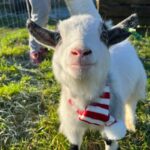 Pygmy goat - Rupert