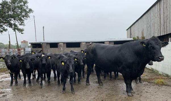 beef cows, bull with calves