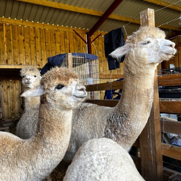 Alpacas Llamas Smallholders