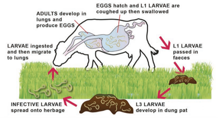 Lungworm. What is it ? How do we treat it? How can we prevent it?