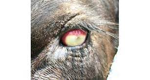 Combating bad eyes in cattle – effective treatment, prevention and management strategies