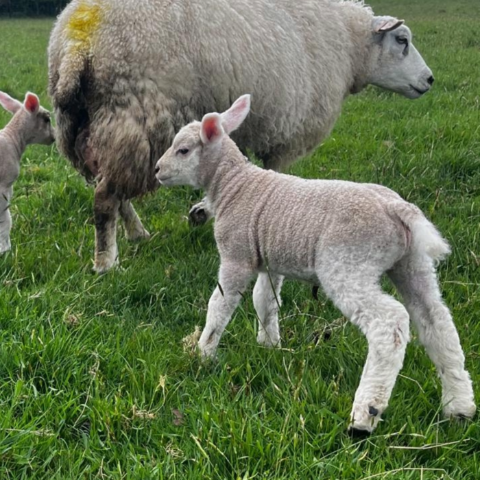 Synchronizing Sheep: A Guide to Successful Lambing