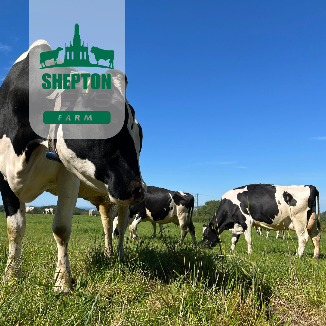 23rd April – MilkSure Part 1