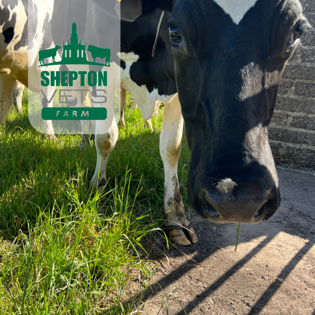 November 20th – Dairy Herdsperson fresh cow care and youngstock health – Day Course