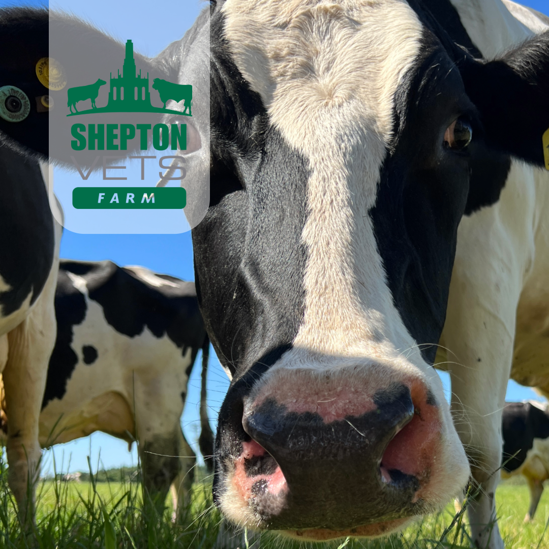 November 6th – Dairy Herdsperson sick cow care and foot health – Day Course
