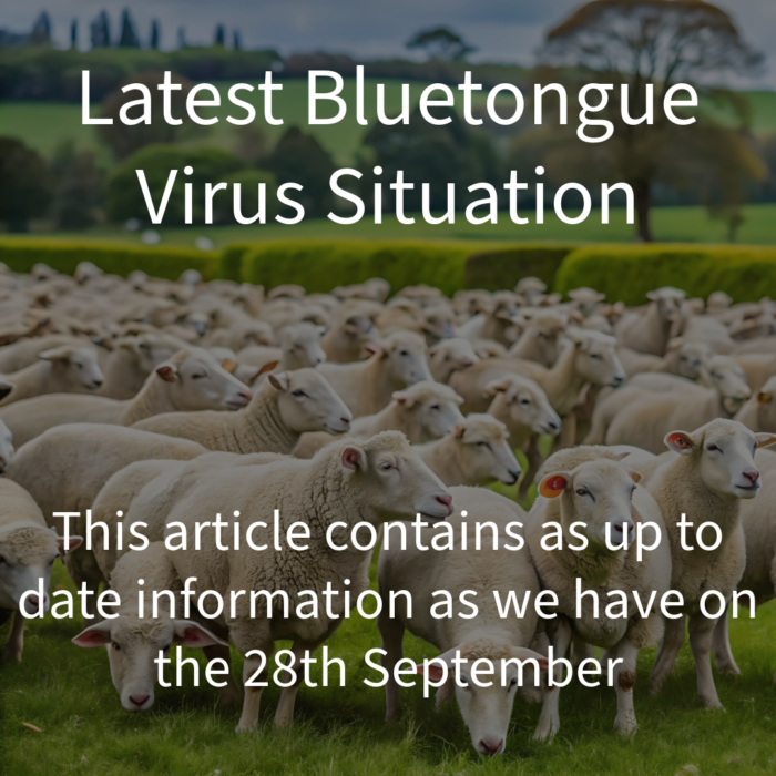 Latest Bluetongue Virus Situation – 28th Sept 24