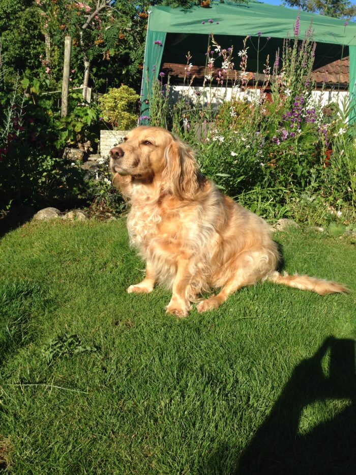 Barney’s Brave Journey: Overcoming Double Cruciate Ligament Injury