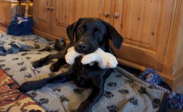 Labradors are known for their large appetites