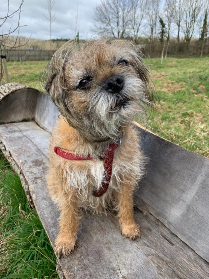 Multiple conditions in Alfie the Border Terrier