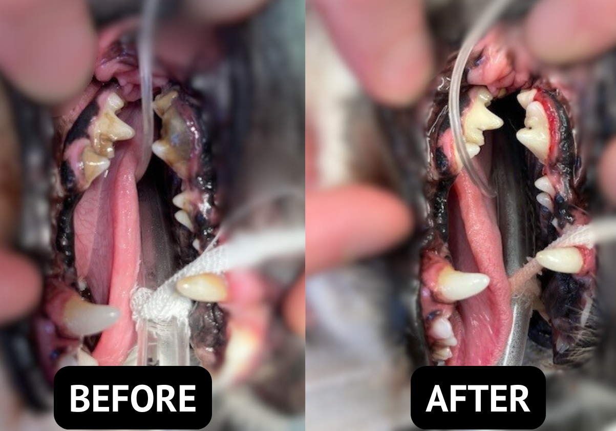 Before and After crop
