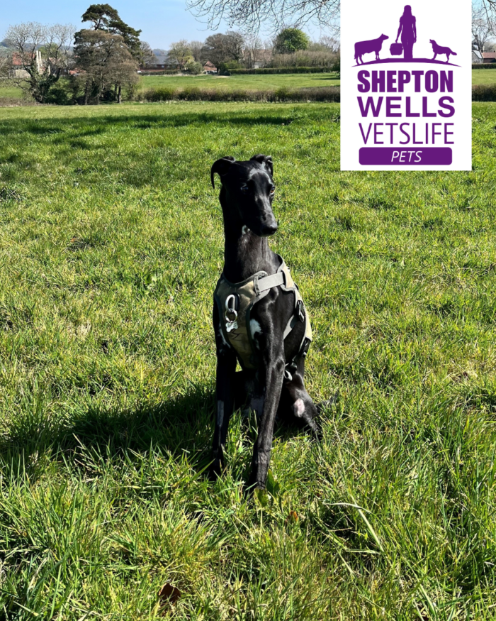 A Tail of Hope: Diagnosing and Treatment of SRMA for Beau