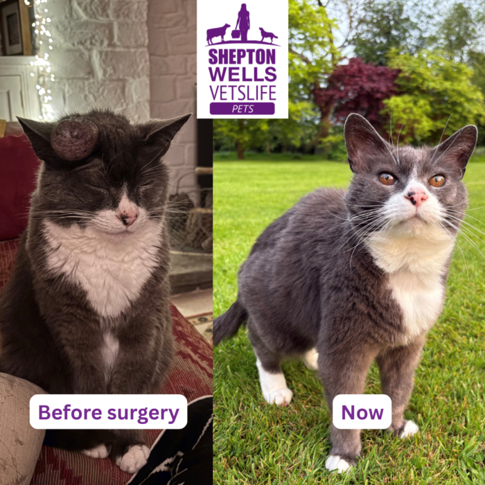 Managing Senior Pet Care: Boots’ Journey Through Surgery and Managing Kidney Disease