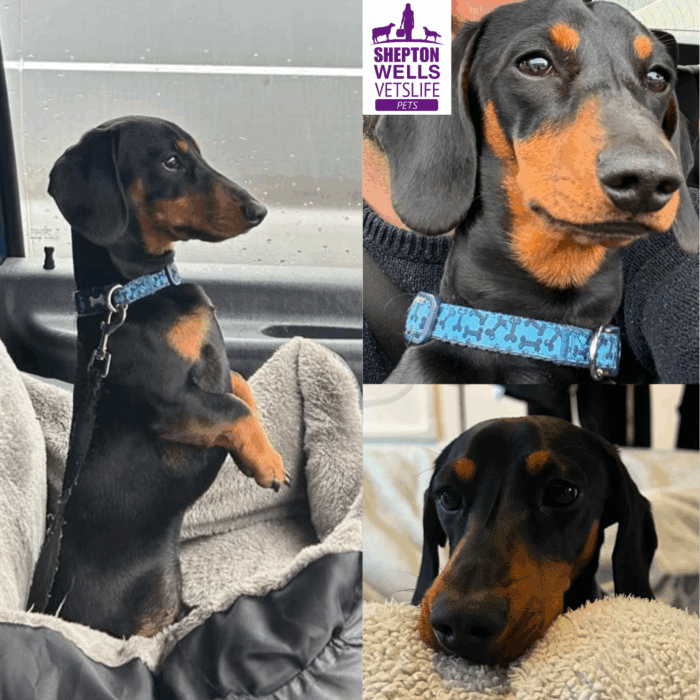 Rolo’s Road to Recovery: How a Limping Pup Got His Bounce Back